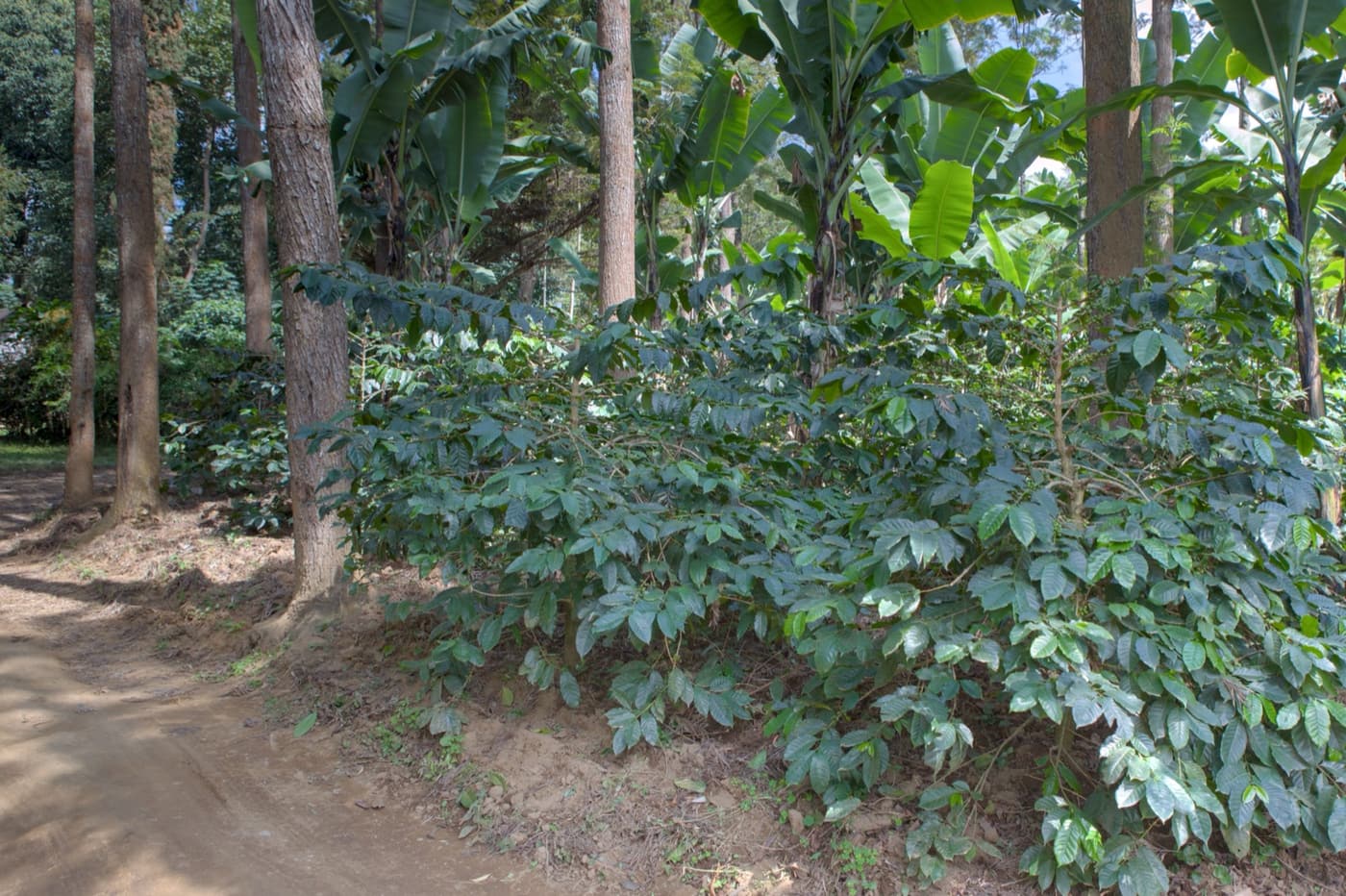 Representative coffee plants photographed in Nkoaranga, Tanzania