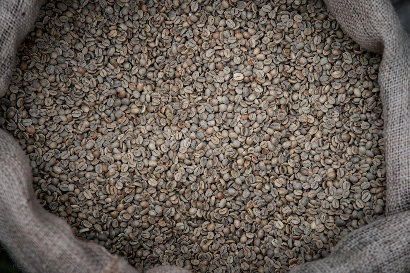 Unroasted green coffee beans in a burlap sack