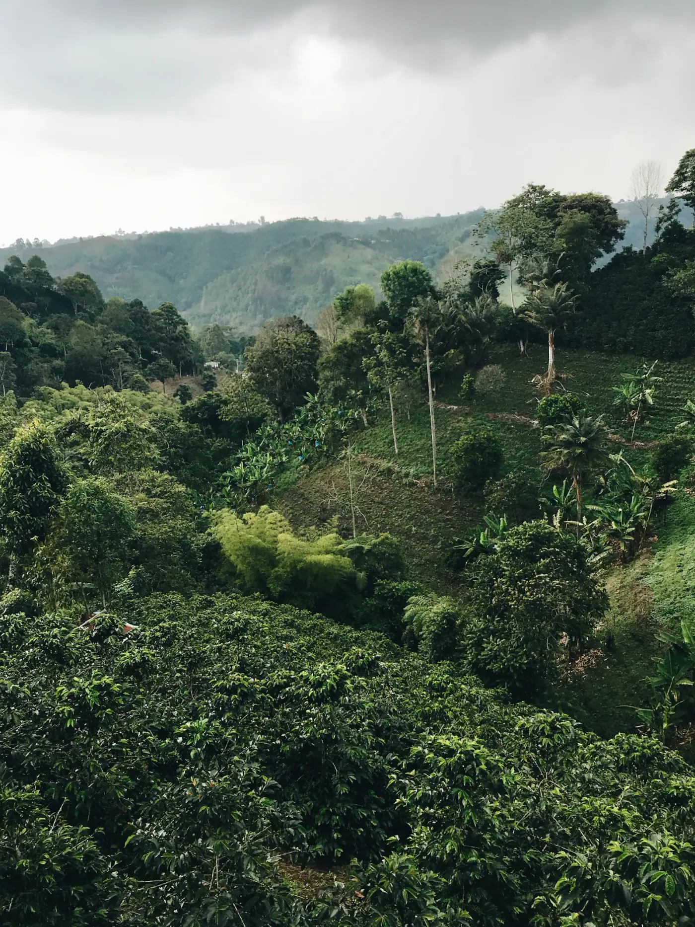 Coffee plants growing across a highland landscape